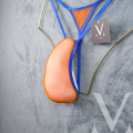 Mesh Orange Cobalt.png